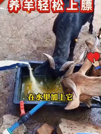 这就是养羊人在用的鱼肝油,养羊省心安心!!!
