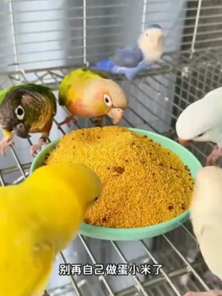 维尼小镇蛋小米鹦鹉鸟粮断奶期蛋黄米幼鸟繁殖营养饲料无壳WEI #鹦鹉食粮  #鹦鹉湿蛋粮 #鸟粮推荐 #蛋小米鹦鹉粮 #鹦鹉鸟食饲料