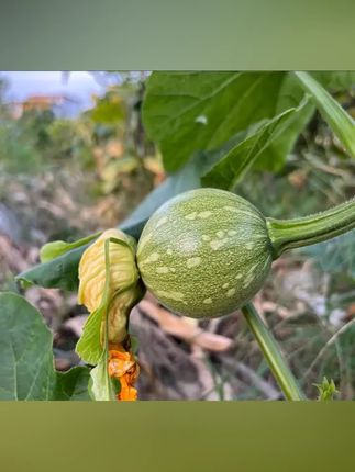 新鲜上架 贵州当季现摘小小瓜 梦瓜  嫩南瓜农家自种 新鲜美味一口就爱上   #抖音助农 #贵州小小瓜 梦瓜 新鲜嫩南瓜 #贵州小瓜 #优质农产品