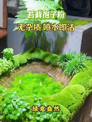 #苔藓微景观 #苔藓 #苔藓种植 #植物造景微景观 #植物造景