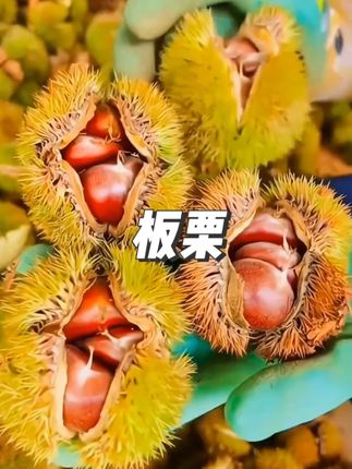 高山深山里的老树板栗!生吃又脆又甜!煮熟跟糖炒栗子一样粉面香甜,喜欢吃栗子的朋友不要错过啦!#优质农产品 #板栗