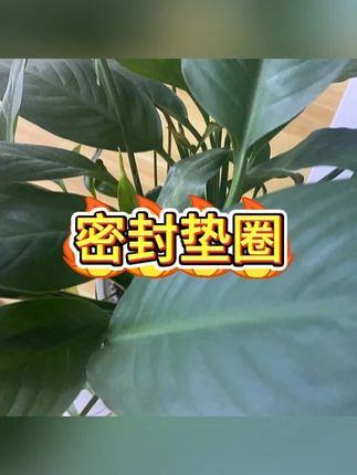 免生料带垫片快速密封防漏水垫圈? #角阀配件 #防漏水 #密封垫圈 #铜配件 #水龙头安装