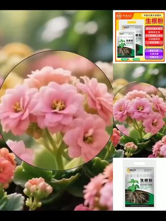 科沃华快速生根粉植物通用生根剂扦插用树木烂根死苗弱苗叶面肥 #生根 #死苗