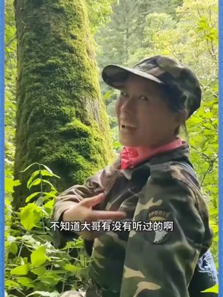 东北野生,又名嗷嗷叫 满满的一树你们知道它还叫什么名字吗#大自然的馈赠 #大山里的味道