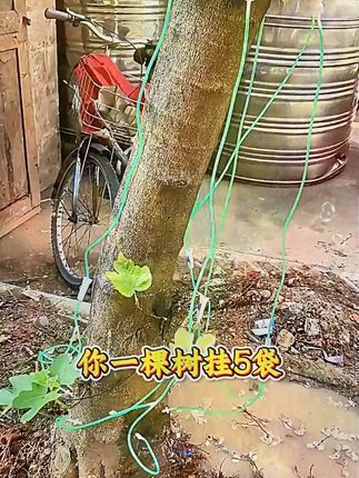 树木激活剂大树营养液移栽定植通用型营养吊针液生根催芽壮苗复壮#农业种植 #种植 #绿化养护 #农业技术推广