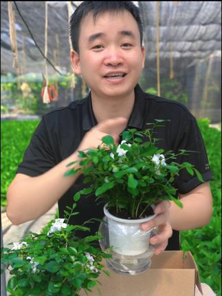 几块钱买2盆驱蚊九里香 #九里香 #金钻 #花卉绿植盆栽 #室内绿植