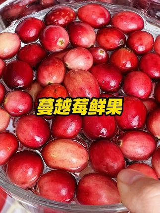 红海小镇家的蔓越莓鲜果品质真的太可以了!建议爱美的#孕妈 每天都来一小把!#大人小孩都爱吃 #蔓越莓 #吃蔓越莓对女性的好处 #孕期零食