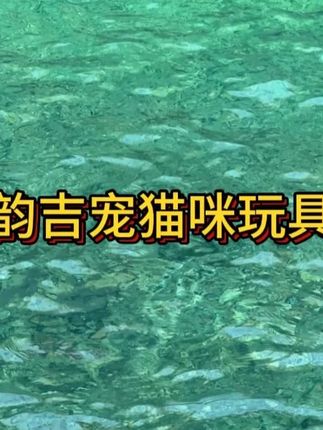 #猫转盘  #养猫的乐趣  #逗猫神器