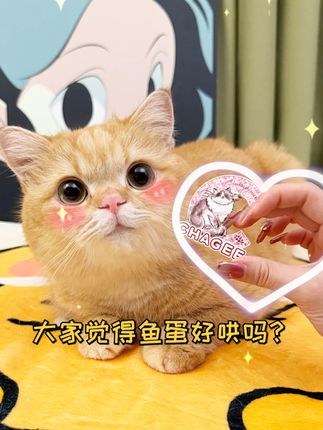 一只鱼蛋仔🐱