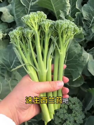 马上立秋了, 不要种菠菜种油菜了, 种点这个速生西兰苔吧, 他一个多月就可以采收, 而且是多茬采收, 掐了又长, 越掐越嫩, 越掐越茂盛。 它的营养非常丰富, 含铁量是普通蔬菜的好多倍, 特别适合女人吃, 并且它口感柔嫩清香, 凉拌热炒,涮火锅, 样样鲜美爽口。 西兰台种植简单, 把地整平撒播即可, 阳台小院都可以种, 现在正是种植季节#三农 #新农人计划 #蔬菜 #西兰苔 #种子