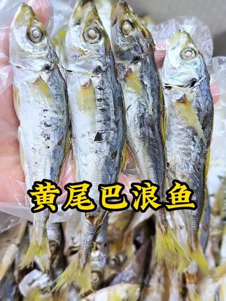 黄尾巴浪鱼,日期新鲜,刚刚到的新货,收到后要放冰箱急冻 #巴浪鱼 #巴浪鱼干