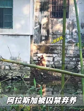 被弃水塘地下室的阿拉斯加,双目失明叫声凄厉,获救后迎来好消息 #动物救助 #流浪狗 #阿拉斯加犬 #阿拉斯加