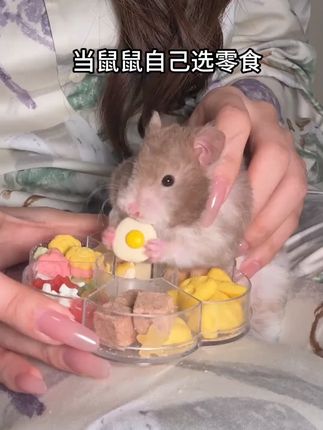 当鼠鼠吃冻干拼盘… 咔哧咔哧咔哧咔哧#养鼠日常分享 #金丝熊 #仓鼠 #金丝熊吃东西 #仓鼠零食