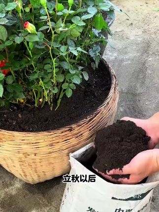 发酵好的羊粪不臊不臭,肥力温和持久。#花卉绿植 #发酵纯羊粪 #羊粪有机肥