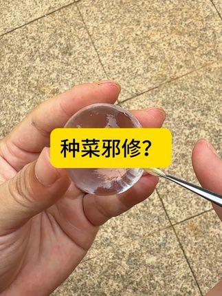 三种简单高效的育苗方法分享给大家,以后请叫我宗门天才! #自己种的纯天然的绿色蔬菜 #育苗 #新农人计划2025 #种植小技巧