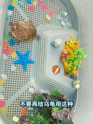 喂食不混水龟缸养龟真的轻松 #龟龟🐢 #龟缸 #养龟日常