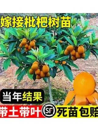 冰糖枇杷树苗南北方种植枇杷苗树无核特大果树苗大五星枇杷果苗树#枇杷树苗 #大五星枇杷树苗 #果树苗种植