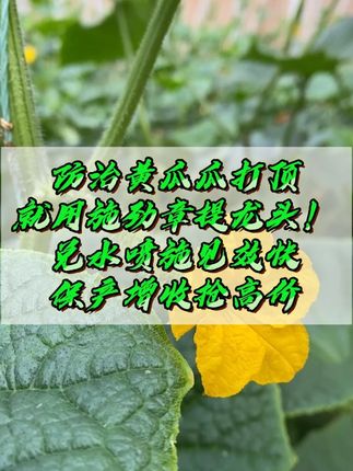 防治黄瓜瓜打顶,就用施劲章提龙头!兑水喷施见效快,保产增收 #黄瓜 #黄瓜种植 #农业种植