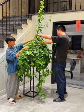 自从学会了三角梅高压繁殖,家里的三角梅多的种不完,现在是最适合高压的时候生根很快,一个月后就会得到很多三角梅 #三角梅 #高压繁殖