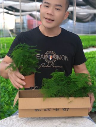 #文竹 #花卉绿植 #爱生活爱养花 #室内盆栽