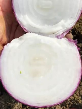 紫皮洋葱今年大丰收了,活动来了!带箱十斤新鲜紫皮洋葱!#洋葱 #紫皮洋葱 #水果洋葱 #新鲜洋葱