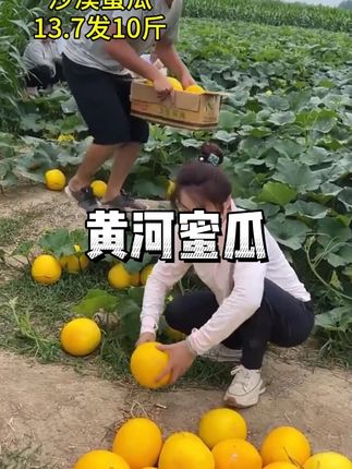 沙漠黄河蜜瓜大丰收了便宜发一箱13.7到手10斤#沙漠蜜瓜 #黄河蜜瓜 #民勤蜜瓜 #甘肃蜜瓜