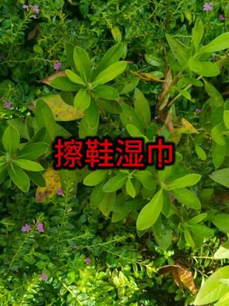 #鞋类护理  #清洁湿巾  #便捷生活