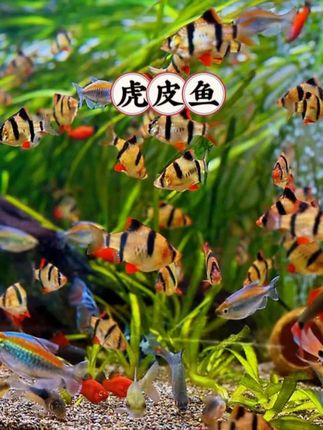 虎皮鱼身披金黄铠甲,黑色斑纹如火焰纹路肆意张扬,游动时群影穿梭,似燃烧的火焰在水中跃动。性格活泼好动,互动性强,自带热带风情滤镜✨。皮实好养不娇气,轻松为你的鱼缸注入热血与激情,承包每日鲜活治愈瞬间!#虎皮鱼 #虎皮鱼群游 #虎皮鱼打架 #观赏鱼 #养鱼日记