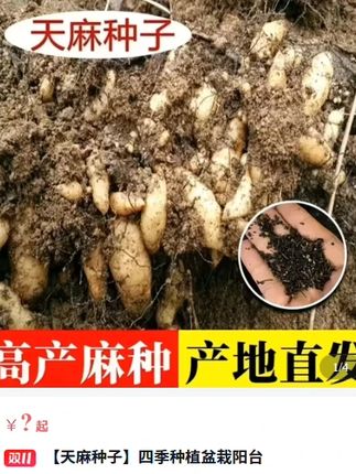 零代血红天麻种丰收季#天麻种子#天麻#天麻种植#乡村守护人#生活不辜负每一个勤奋努力的人