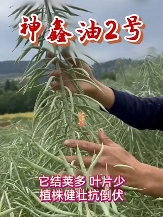#科学选种助农增收 #一份耕耘一份收获 #抖音助农 #神鑫油2号 #倒荚油菜