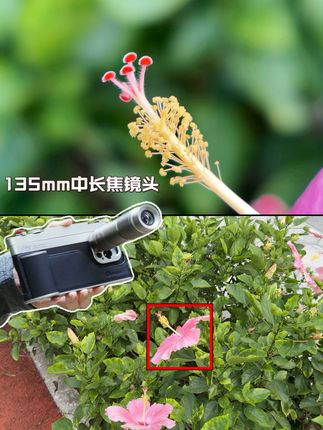 iPhone主摄新外挂!这个长焦镜头你爱了吗? iPhone4800W主摄镜头外接135mm中长焦镜头也太酷啦!光学景深虚化,感受相机般的氛围感! #iphone拍照小技巧 #长焦镜头 #手机外接镜头 #摄影配件 #大光圈镜头