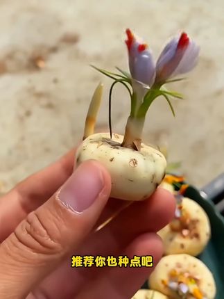 #藏红花 也叫番红花,非常好养,雪地里也能正常开花,花丝可以泡茶、煮汤,女人喝了大有好处#耐寒花卉