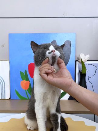 猫咪怎么喂药,试试这喂药器吧,一键发射,喂药喂水都很方便#萌宠好物#猫咪#猫咪喂药
