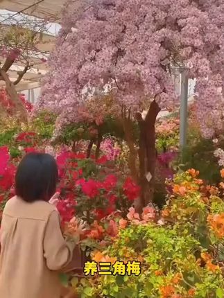 要是你搬回家的三角梅也光长叶子不开花,哪怕开花也只有稀稀拉拉 要是你搬回家的三角梅也光长叶子不开花,哪怕开花也只有稀稀拉拉的几朵,一定要试试我这个小妙招#养花 #花卉 #养花小知识 #养花