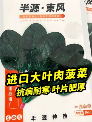 进口大叶肉菠菜,叶片肥厚鲜嫩好吃,秋天种能吃到来年下霜上冻 #阳台小院均可种植 #菠菜种子 #蔬菜种植 #家庭种植 #种菜