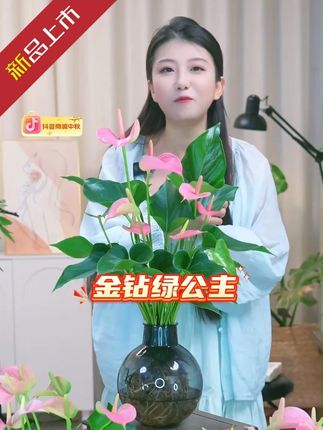 【买一送一】金钻盆栽室内净化空气美观桌面绿植办公室花草绿植花 【买一送一】金钻盆栽室内净化空气美观桌面绿植办公室花草绿植花卉 #好物推荐🔥 #金钻 #金钻绿公主 #金钻盆栽 #花卉绿植