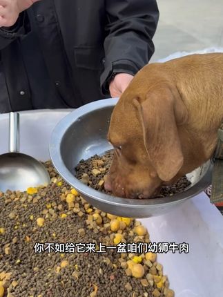 好的狗粮满足狗狗多种营养所需#狗粮推荐#源头工厂
