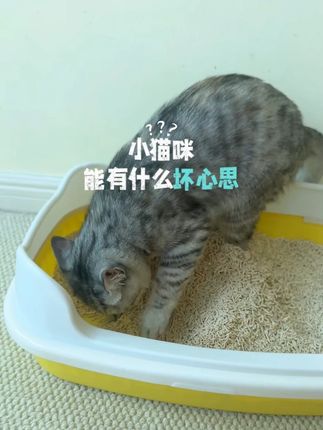 小猫咪能有什么坏心思,只是喜欢刨底尿罢了 #猫砂 #笃驰猫砂 #豆腐猫砂 #猫砂推荐 #养猫好物