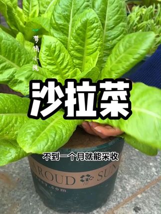 好吃的沙拉菜,你种了吗#沙拉菜
