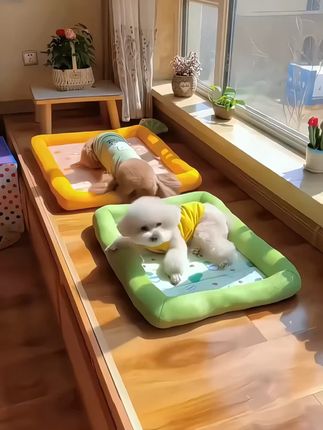 狗窝四季通用夏天凉窝小型犬猫窝耐脏可水洗夏季狗狗垫子透气凉垫#宠物凉垫 #四季通用狗窝 #小型犬猫窝 #透气凉垫 #宠物用品