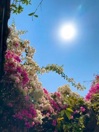 CLEAR/清扬控油平衡洗发水去屑止痒控油洗头去油清爽滋养留香正品