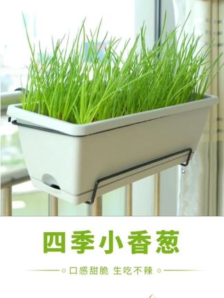 阳台小院啥也不种,也要种点小香葱#香葱#分葱#香葱种子