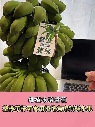 禁止蕉绿 办公室桌面绿植水培香蕉 整株带杆可食用 拒绝焦虑新鲜水果