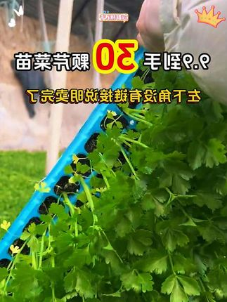 9.9到手30颗 #芹菜苗 #蔬菜种植 #蔬菜种子 #种菜 #阳台种菜