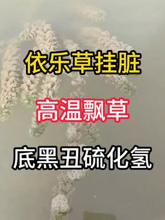 65#水产养殖 高温梅雨飘草依乐草挂脏黑底硫化氢使用复合肥水肽