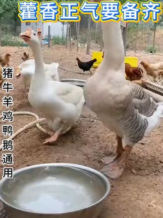 兽用藿香正气液鸡鸭鹅鸽猪牛羊通用家禽夏日冰爽VC兽用饲料添加剂#兽用藿香正气 #兽用藿香正气水 #兽用藿香正气液 #家禽夏日冰爽 #兽用饲料添加剂
