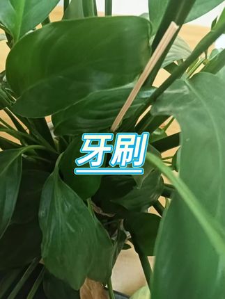 软毛护龈牙刷 #口腔护理 #护龈牙刷 #家庭装 #个人护理 #牙刷