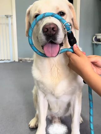 中大型犬狗链遛狗绳P链p绳加粗加长训犬防爆冲松紧拉布拉多牵引绳#中大型犬狗链 #遛狗绳 #防爆冲 #训犬 #牵引绳