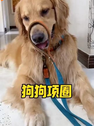遛狗项圈刻字防丢狗脖圈中小型犬泰迪定制遛狗拉布拉多狗脖套金毛#狗狗用品 #遛狗项圈 #宠物防丢 #中小型犬 #定制项圈