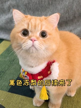 一只鱼蛋仔🐱